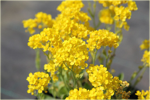 Smagliczka skalna Gold Cushion Alyssum saxatile